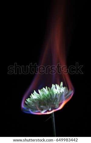 Chrysanthemum on fire