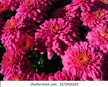 43,871 Pink mums Images, Stock Photos & Vectors | Shutterstock