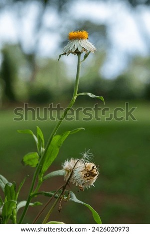 Chrysanthemum Paludosu (Mini margarida) flower close up