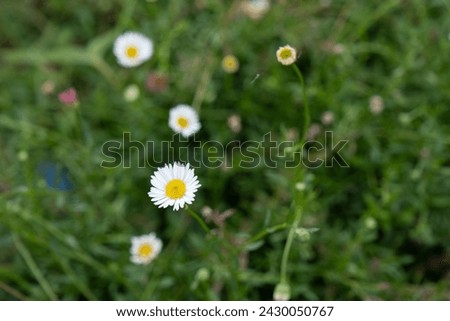 Chrysanthemum Paludosu (Mini margarida) flower. Selective focus
