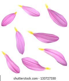 Chrysanthemum petals isolated white background