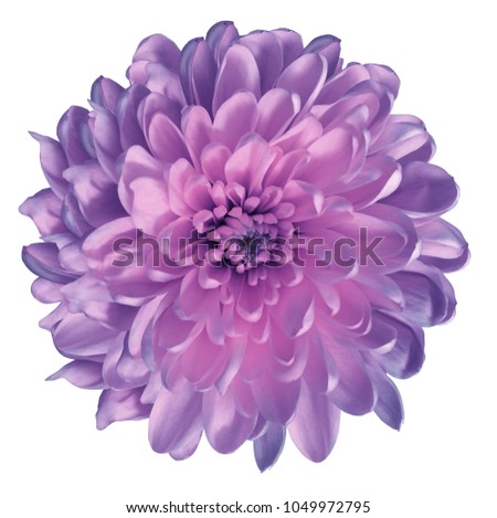 Chrysanthemum   pink-violet. Flower on  isolated  white ba  ckground with clipping path without shadows. Close-up. For design. Nature.