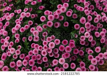 Chrysanthemum plant with pink flowers as background