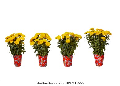 Chrysanthemum pots are covered with red ribbons at the bottom for celebrating Lunar New Year, isolated on white background
