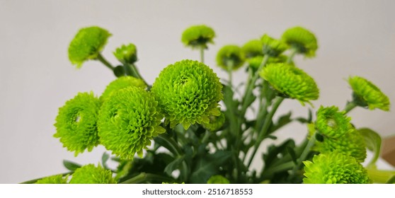 Chrysanthemum Santini flowers. dark green Chrysanthemum flower. - Powered by Shutterstock