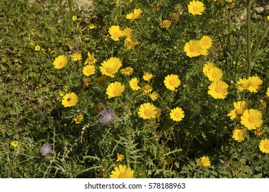 Chrysanthemum Segetum