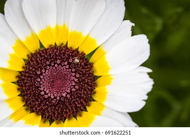 Chrysanthemum Segetum Eastern Star