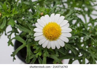 Chrysanthemum, spring flower, plant, Leptospermum scoparium, Argyranthemum frutescens - Shutterstock ID 2143716743