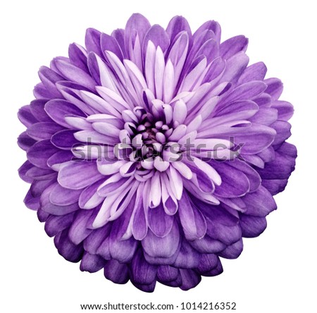 Chrysanthemum  violet  flower. On white isolated background with clipping path.  Closeup no shadows. Garden  flower.  Nature.