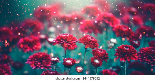 Chrysanthemum violet flowers blooming in a garden. Beauty autumn flowers art design. Bright vivid colors. Nature background. Autumn Backdrop, fall - Powered by Shutterstock