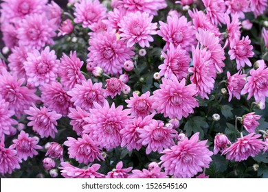 Chrysanthemums blossom in the autumn garden. Background with gentle lilac chrysanthemums. Hardy chrysanthemums.  Chrysanthemum koreanum. Chrysanthemum flowers horizontally. 