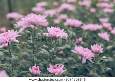 Chrysanthemums blossom in the autumn garden. Background with gentle lilac chrysanthemums.  Chrysanthemum flowers.