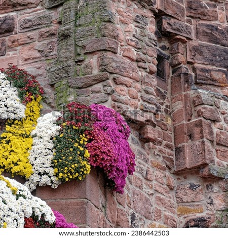 Chrysanthemums decorate the citycenter of Lahr 