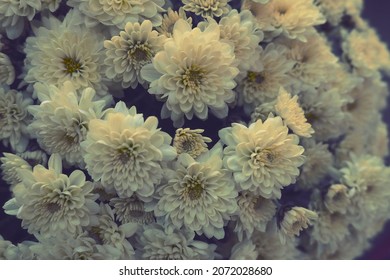 Chrysanthemums Of White - Yellow Color In Bouquet. Close-up Texture. Greeting Card For Wedding Or Birthday. Autumn Flowers Asteraceae Or Dendranthema. Postcard Congratulation Or Expression Of Regret.