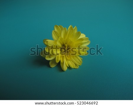 chrysanths / Shevanti