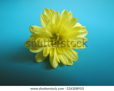 chrysanths / Shevanti