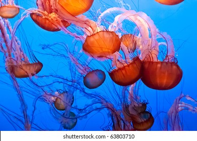 Chrysaora fuscescens is a common free-floating scyphozoa that lives in the Pacific Ocean, and is commonly known as the Pacific Sea Nettle or West Coast Sea Nettle. - Powered by Shutterstock