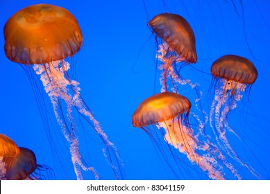 Chrysaora Fuscescens Jellyfish Free-floating Scyphozoa  In The Pacific Ocean