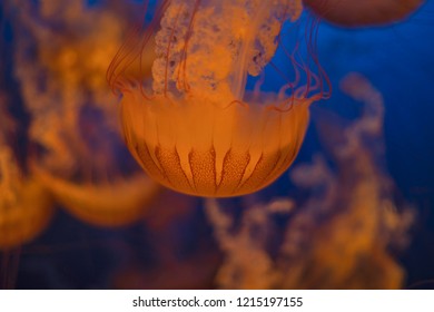 Chrysaora Is  Genus Of Jellyfish In The Family Pelagiidae