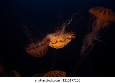 Chrysaora Is  Genus Of Jellyfish In The Family Pelagiidae