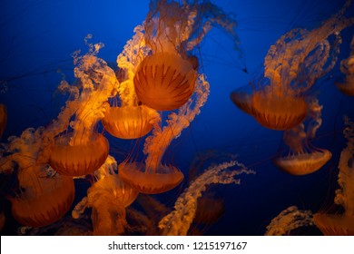 Chrysaora Is  Genus Of Jellyfish In The Family Pelagiidae