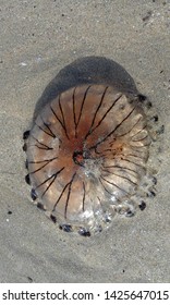 Chrysaora Hysoscella Jelly Fish Dead On A Beach