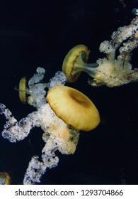 A Chrysaora Hysoscella Jellyfish