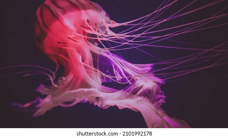 Chrysaora pacifica is a common free-floating sea nettle that lives in the southwest Pacific Ocean around Japan , and is commonly known as the Japanese Sea Nettle - Powered by Shutterstock