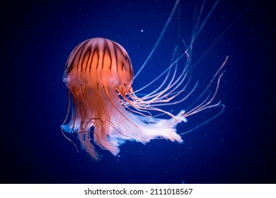 Chrysaora pacifica is a common free-floating sea nettle that lives in the southwest Pacific Ocean around Japan , and is commonly known as the Japanese Sea Nettle