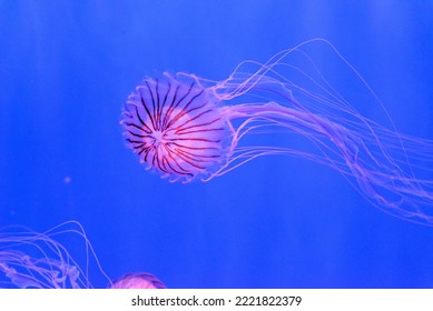 Chrysaora pacifica, commonly named the Japanese sea nettle, is a jellyfish in the family Pelagiidae.[1] This common species is native to the northwest Pacific Ocean, including Japan and Korea.