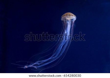 Chrysaora pacifica, poisionous jellyfish