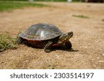 Chrysemys Picta a male Painted Turtle crawls around in water, sandy dirt road, and grass during sunny spring weather. 