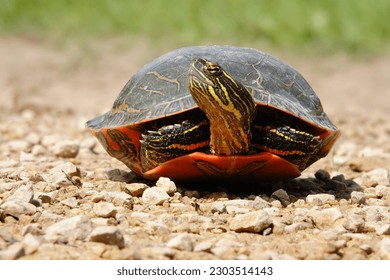 Chrysemys Picta a male Painted Turtle crawls around in water, sandy dirt road, and grass during sunny spring weather.  - Powered by Shutterstock - Get 15% off with code: PIKWIZARD15