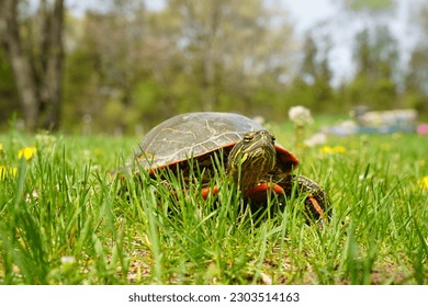 Chrysemys Picta a male Painted Turtle crawls around in water, sandy dirt road, and grass during sunny spring weather. 