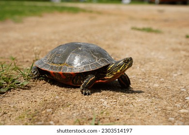 Chrysemys Picta a male Painted Turtle crawls around in water, sandy dirt road, and grass during sunny spring weather.  - Powered by Shutterstock