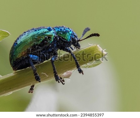 Chrysochus auratus, the dogbane beetle,  is a member of the leaf beetle subfamily Eumolpinae. With natural background it looks very naturally beautiful 
