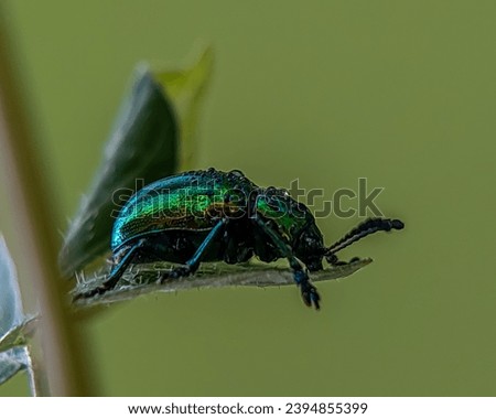 Chrysochus auratus, the dogbane beetle,  is a member of the leaf beetle subfamily Eumolpinae. With natural background it looks very naturally beautiful 