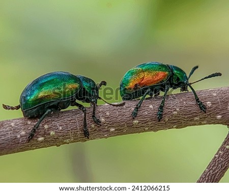 Chrysochus auratus, the dogbane beetle,  is a member of the leaf beetle subfamily Eumolpinae. This species is an iridescent blue-green with metallic copper, gold or crimson