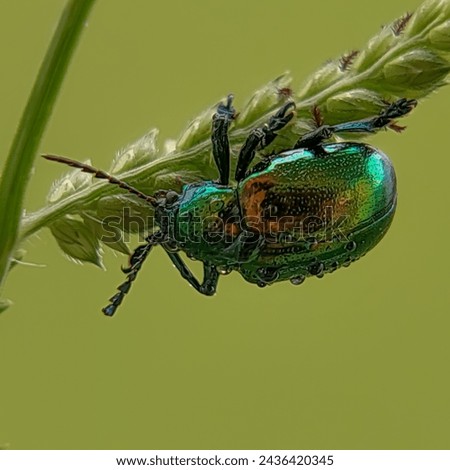 Chrysochus auratus, the dogbane beetle,  is a member of the leaf beetle subfamily Eumolpinae. This species is an iridescent blue-green with metallic copper, gold or crimson.