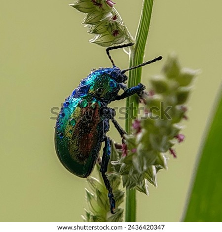 Chrysochus auratus, the dogbane beetle,  is a member of the leaf beetle subfamily Eumolpinae. This species is an iridescent blue-green with metallic copper, gold or crimson.