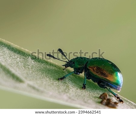 Chrysochus auratus , the dogbane beetle , is a member of the leaf beetle subfamily Eumolpinae . Its diet consists mainly of dogbane ( Apocynum ), especially Apocynum cannabinum and milkweed