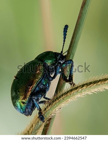 Chrysochus auratus , the dogbane beetle , is a member of the leaf beetle subfamily Eumolpinae . Its diet consists mainly of dogbane ( Apocynum ), especially Apocynum cannabinum and milkweed