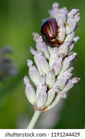 Chrysolina Cerealis Aka The Rainbow Leaf Beetle 