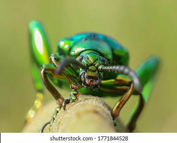 Chrysolina Cerealis, The Rainbow Leaf Beetle Or The Snowdon Beetle, Belongs To The Chrysomelidae Family.