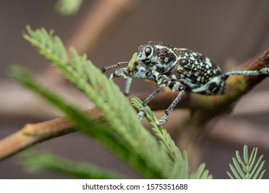 Chrysolopus Spectabilis Botany Bay Diamond-Weevil On A Green Leaf With A Kick Up In The Air Like Bruce Lee