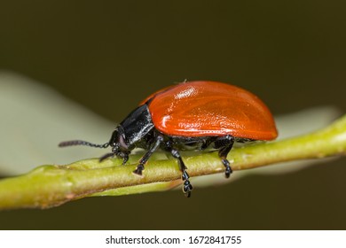 101 Broad shouldered leaf beetle Images, Stock Photos & Vectors ...