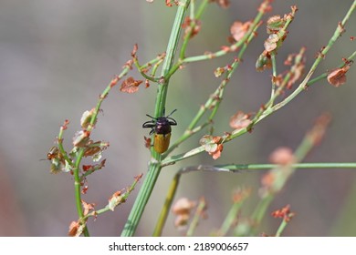 A Chrysomelid Beetle On A Sorrel Plant In A Meadow.