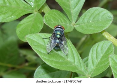 Chrysomya megacephala, more commonly known as the oriental latrine fly or oriental blue fly, is a member of the family Calliphoridae (blowflies)