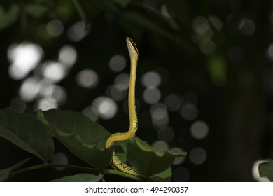 Chrysopelea Ornata, Golden Tree Snake