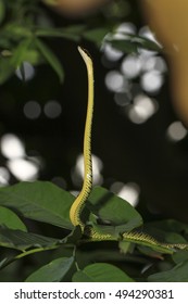 Chrysopelea Ornata, Golden Tree Snake